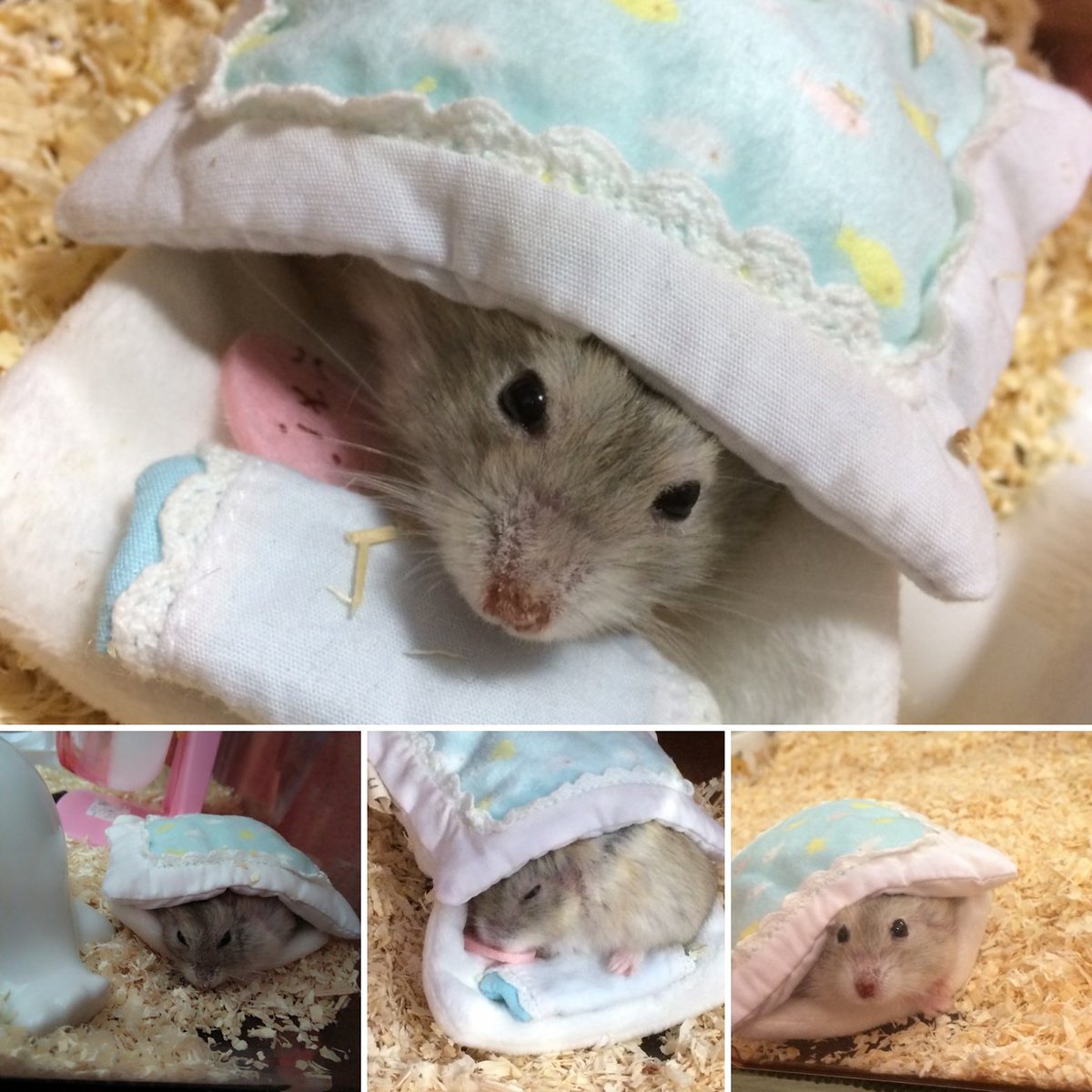 成田麻実 على تويتر うたちゃん 最近涼しくなってきたので お布団の中がお気に入りみたい すみっこぐらしのお布団は ふかふかで気持ちがいいでしゅ ハムスター 可愛い お昼寝 はむすたぐらむ すみっこぐらし ハムスター部 もふもふ部 アニマル写真部
