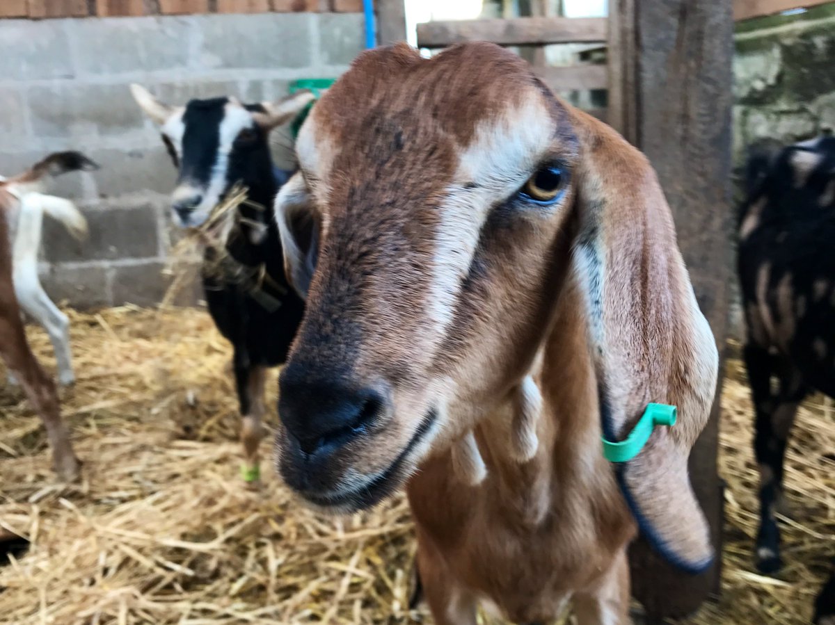 Happy #WorldAnimalDay from all of us on the farm #chagford 🐐 ❤️