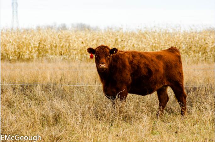 prairiebeef's tweet photo. Thank you to our new followers!  For the month of October, we'll be focused on bringing you info. related to extending the grazing period https://t.co/fVzPogNQc3