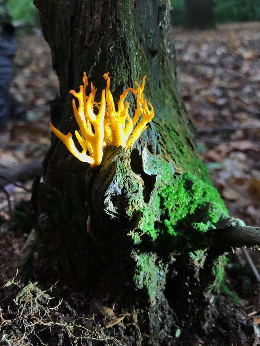 august_tv's tweet photo. Bijzondere creaties maakt de natuur toch steeds weer. #boswandeling #herfst #naarbuiten https://t.co/yjZ5D8BEoi