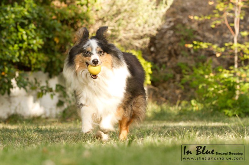 diegomsanz83's tweet photo. @zapeandola6 #Zapeando969 Disfrutando de nuestra sheltie Greta #ssgreta #ssinblue https://t.co/vOkRQ0kAla