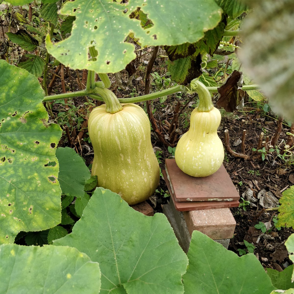 Lovely stroll @insolecourt the community gardens have grown some impressive butternut squash. Doing their bit to inspire an #ediblecardiff