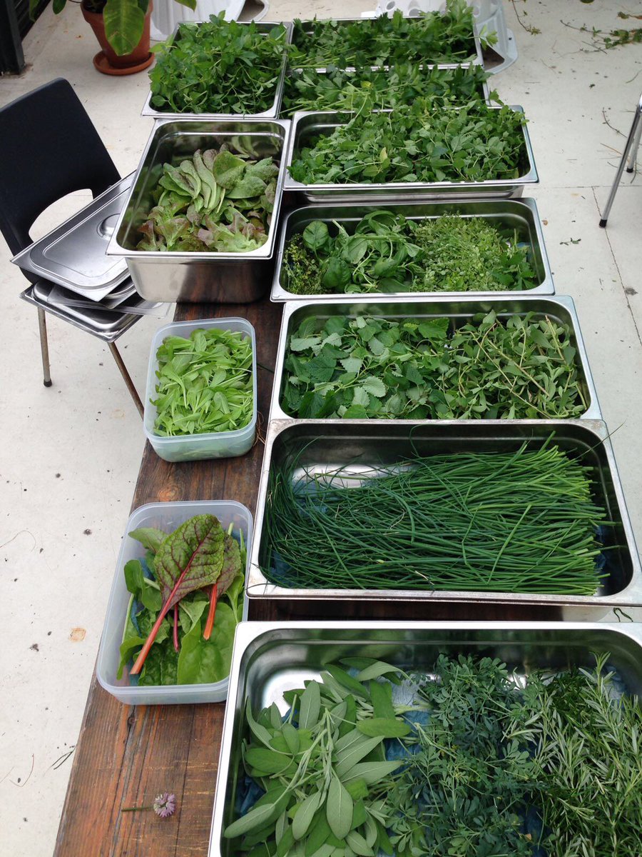 MetabolicHQ's tweet photo. These are the delicious first harvest results of our #aquaponics system at our Metabolic Lab which you can find at @CafedeCeuvel now! https://t.co/ah9EgclrFW