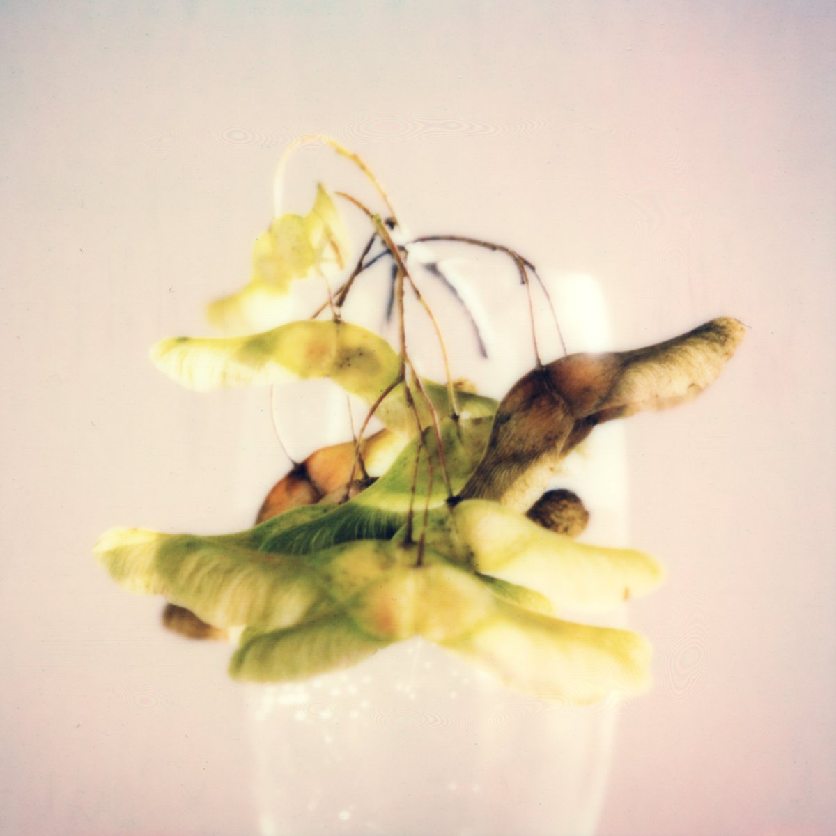 s0mfay's tweet photo. The inaugural release from Three Graces (@3GGenetics) has arrived. It is entitled "Lemon Tranquil": https://t.co/9pi9EXD1MH https://t.co/Mv8d2U3bq9