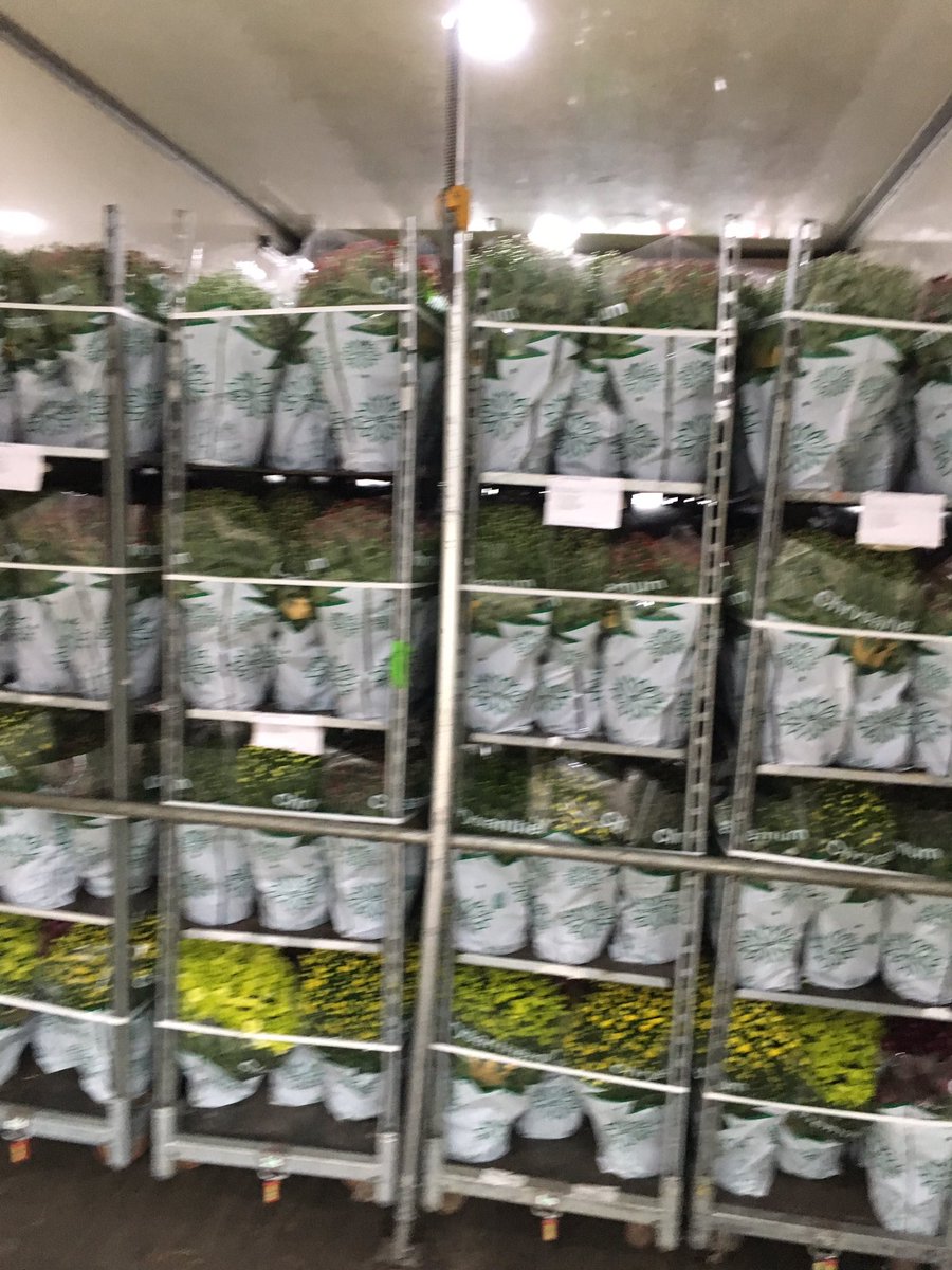 jilderdabloemen's tweet photo. Bijna einde bolchrysantenseizoen. Toch nog maar een volle vracht opgehaald bij @Bernhardplanten #topkwaliteit https://t.co/pDiT4OFDTm