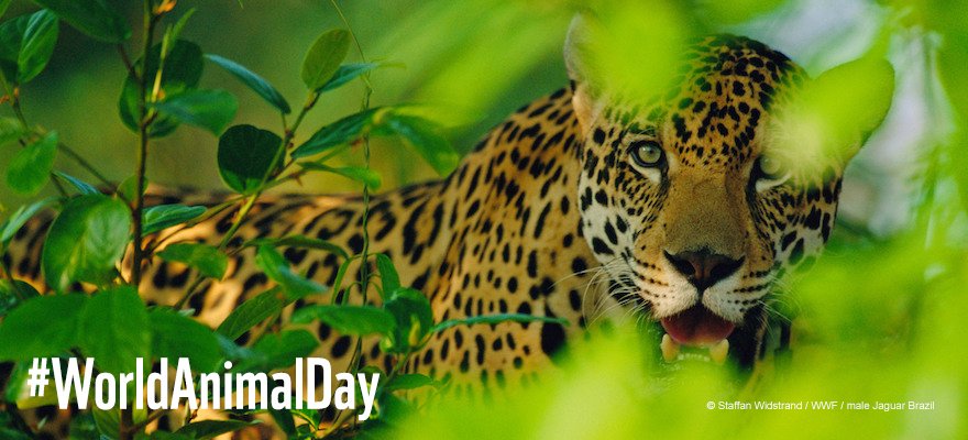 WWF's tweet image. #DYK #habitat loss due to #deforestation continues to threaten the future of #wildlife like jaguars? #WorldAnimalDay pand.as/2xKNY6k