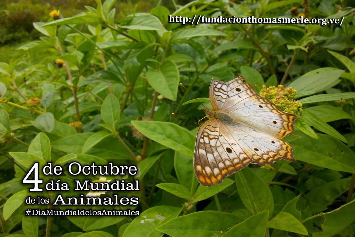 “Un país, una civilización se puede juzgar por la forma en que trata a sus animales” Mahatma Gandhi #DiaMundialdelosAnimales #WorldAnimalDay