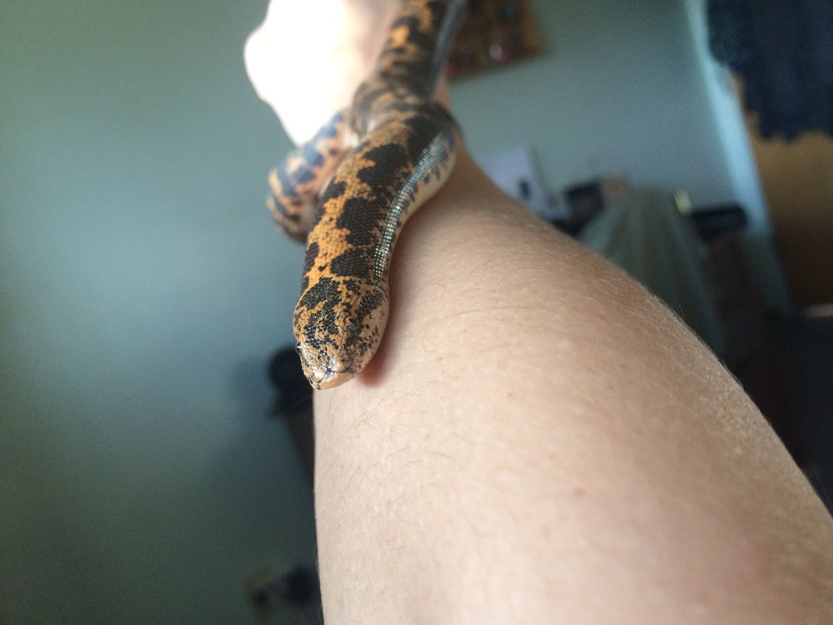 SnakesnStuff's tweet photo. HAPPY BIRTHDAY LAYLI! ๐๐๐
This lil sand noodle turns 2 today.
#growingfast #ksb #blelayli https://t.co/MazBr2c0dj