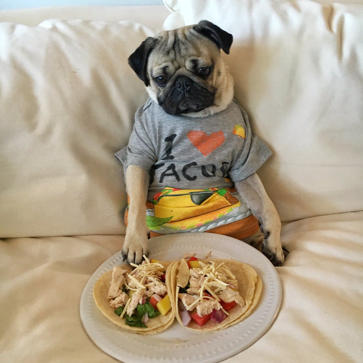 itsdougthepug's tweet photo. HAPPY #NationalTacoDay 🌮 https://t.co/LNofuoV6Gj