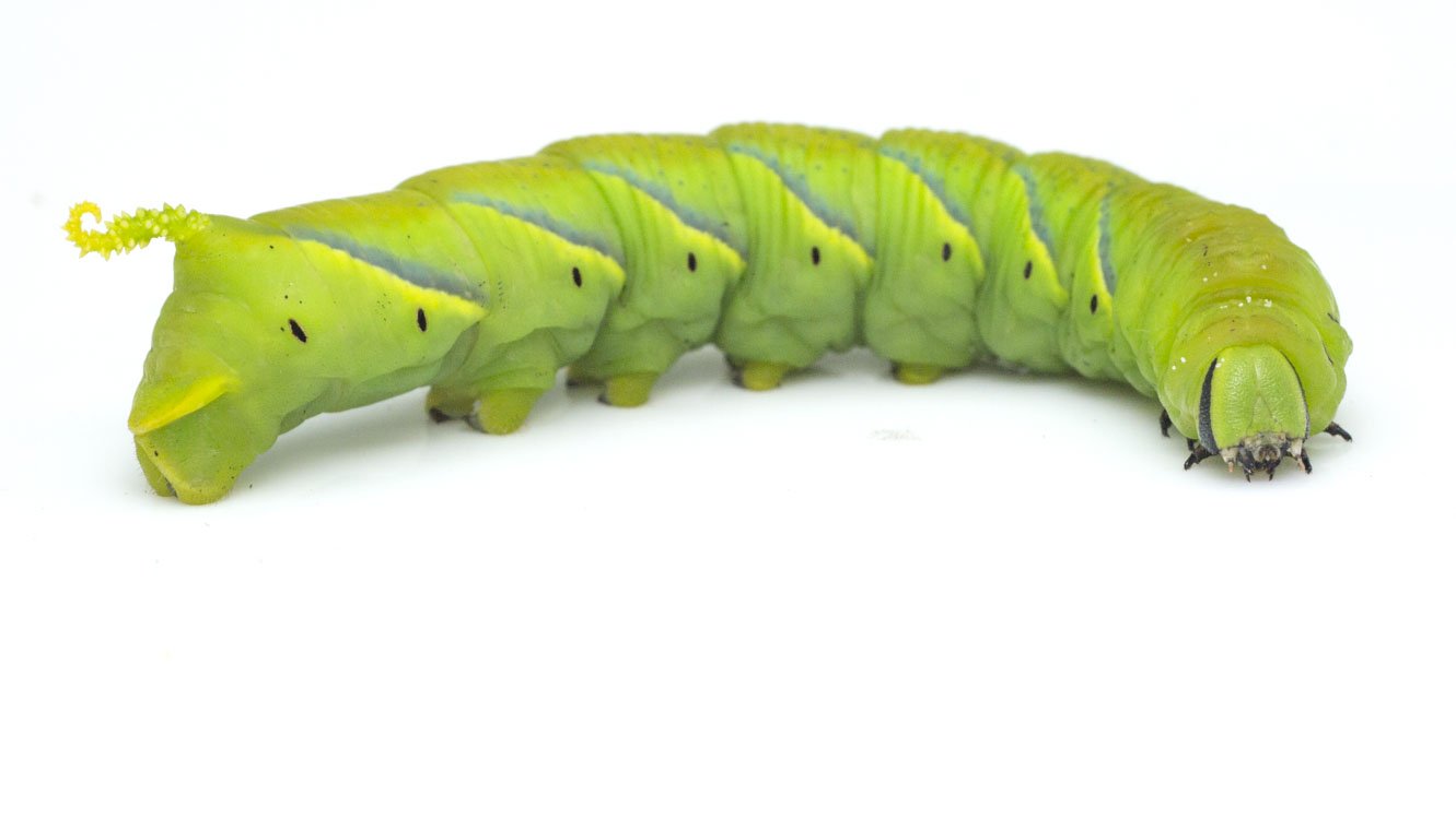 ラオス中部の蟲喰ロトワ むしくろとわ Byおいしい昆虫生活 100 アルゼンチンモリゴキブリ マダガスカルオオゴキブリに比べて小ぶりだが壁面を登らないので管理がラク 我が家の生ゴミ処理に活躍中 すこしゴキブリ臭さがあるが カラッと揚げると
