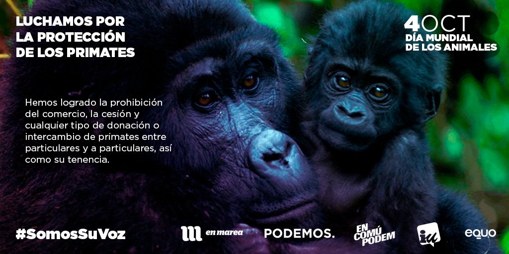 PODEMOS's tweet photo. Luchamos por la protección de los primates logrando la prohibición de comercio, cesión, donación o tenencia en particulares #SomosSuVoz https://t.co/HpaFapP6Gu