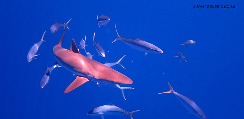 WWFespana's tweet image. Desde hoy, 4 tipos de tiburones, entre ellos el sedoso, protegidos oficialmente por CITES
traffic.org/home/2017/10/4…