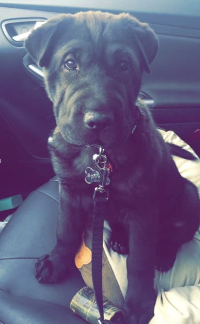 PetFlow's tweet photo. #Wednesdays at #PetFlow are celebrated as #PupDay - Tag your friend with the cutest #puppy & Share your #PetFlowPics https://t.co/QTx283K9Cu