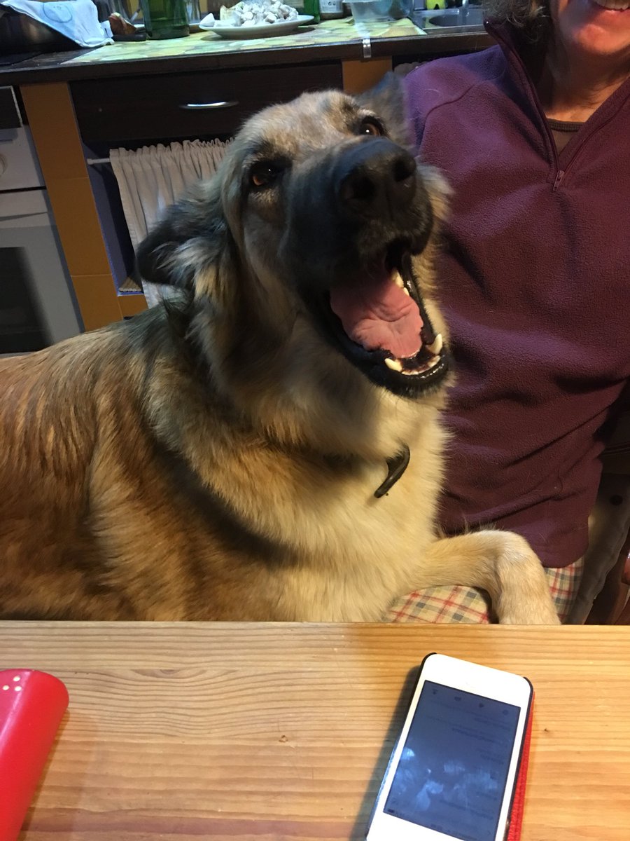 biogenal's tweet photo. #DiaMundialdelosAnimales 
Las más guapas del barrio https://t.co/5ZqlwI5G1o