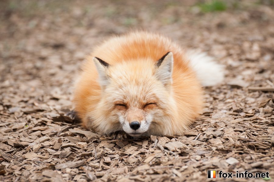 キツネ写真館 キツネ飼養中 Twitterissa 今日は天狐の日です あけましておめでとうございます 狐 こ 年も宜しくね そしてキツネ写真 館 フォクトちゃん の誕生日でもあります 今日は24時間いっぱいツイートします 狐の写真やイラスト 狐コラムなども楽しみ