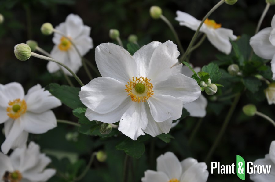 Top 10 tuinplanten voor in de herfst? Check: plantengrow.nl/tuintips/top-1…
