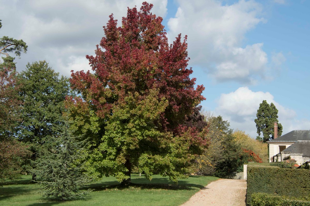 CVersailles's tweet photo. The fall colours in the estate of Trianon https://t.co/yo7QTYNkyv