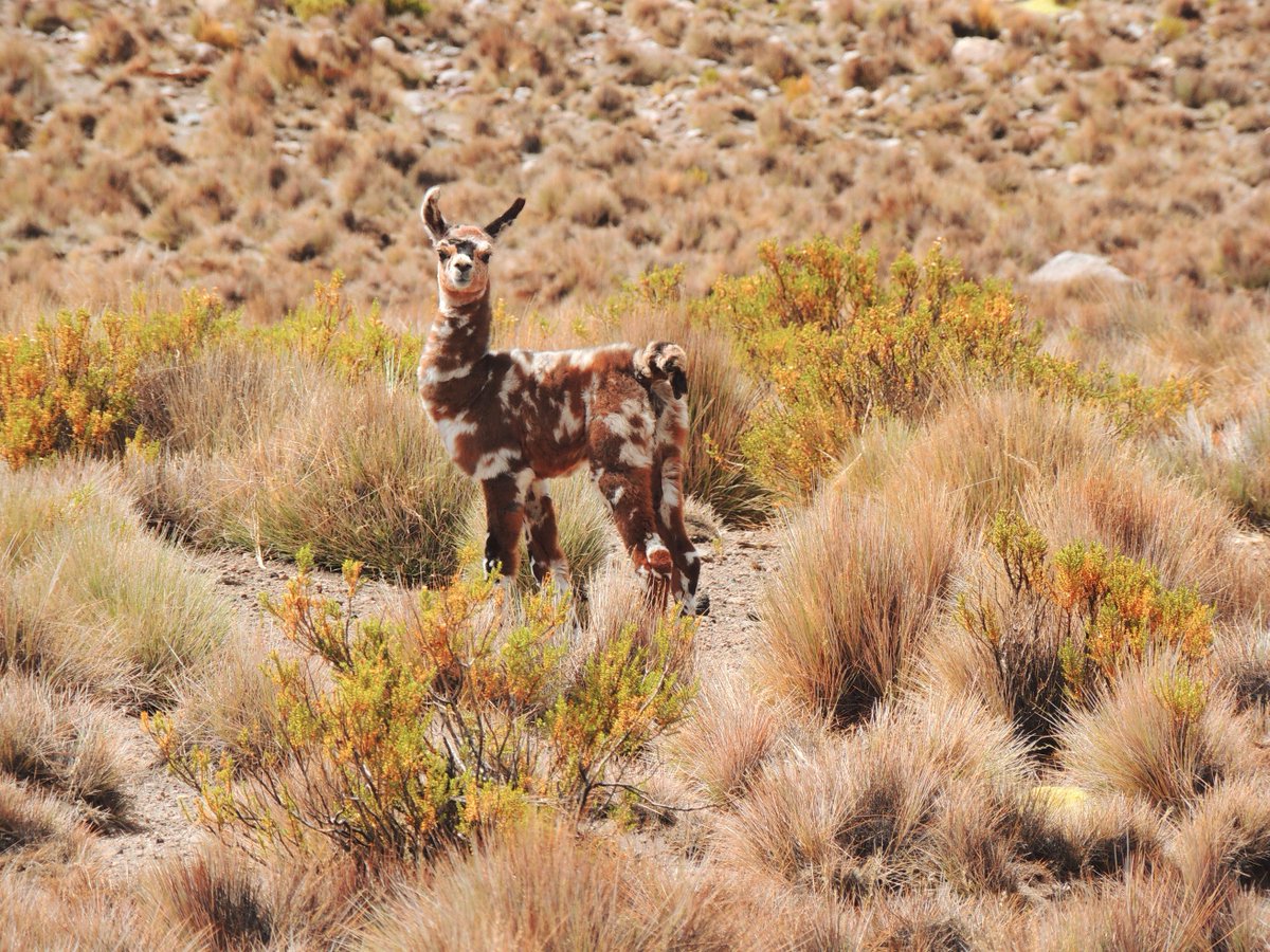 BioBioChile tweet media