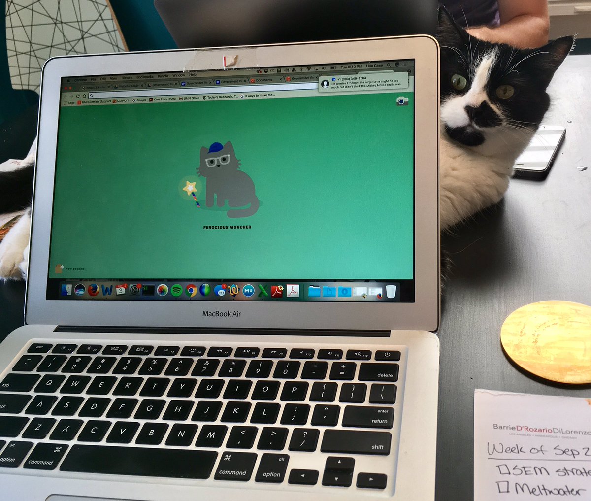 Lisa_A_Case's tweet image. Working with my #virtualcat and #irlcat