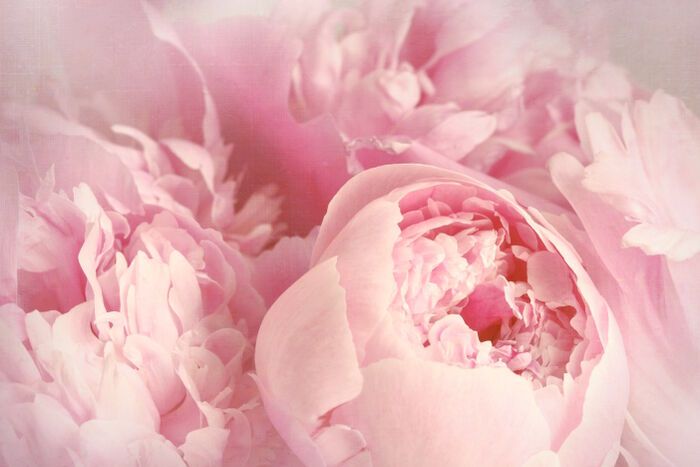 Vereal_LU's tweet photo. Les #pivoines sont des #fleurs #délicates et très féminines. https://t.co/tjzeXHBD9Z