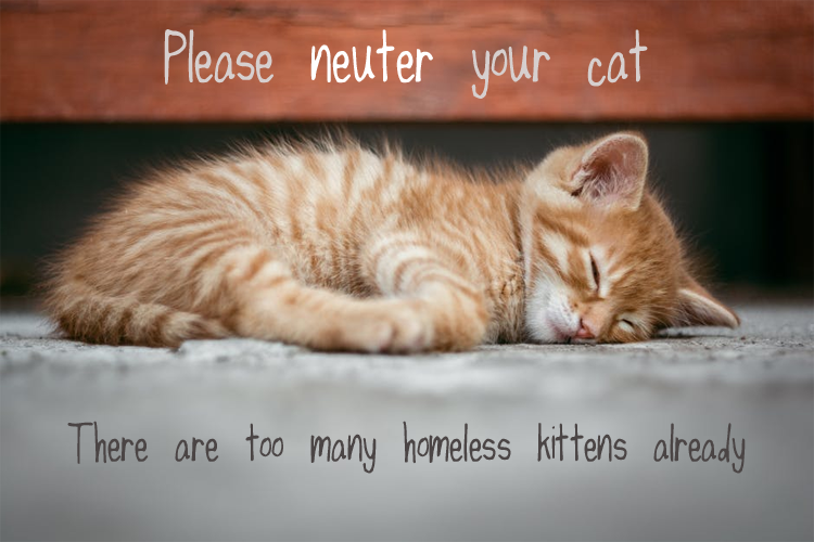LondonNeutering's tweet photo. On #WorldAnimalDay, let us remember all our furry friends still waiting for their forever homes and prevent more born into the same fate. https://t.co/CH4EbUqnDn