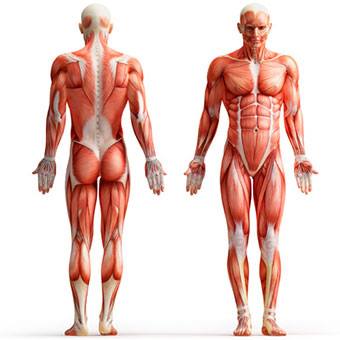 osteopathyDO's tweet photo. Further #anatomy curiosity: 700 #muscles in our body allowing us to move every joint + build up the #musculoskeletal system with the #bones https://t.co/1mqaLYSZRe