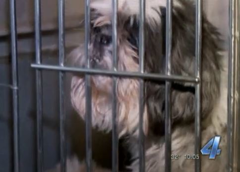 moderndoglovers's tweet photo. 124 Dogs Seized From Oklahoma City Puppy Mill - https://t.co/DW6MaZv7LI - #dogs https://t.co/VGVHup8bvm