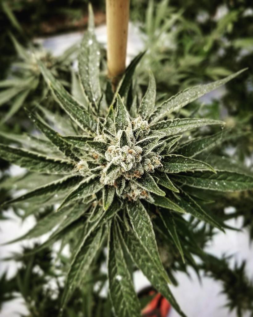 mrniceseedbank's tweet photo. #CBDOgKush 🌱 #organicpatterns .
It appears that wherever we look with our eyes, we are drawn to the patterns of symmetry that exist. The be… https://t.co/nM95CLUUFK