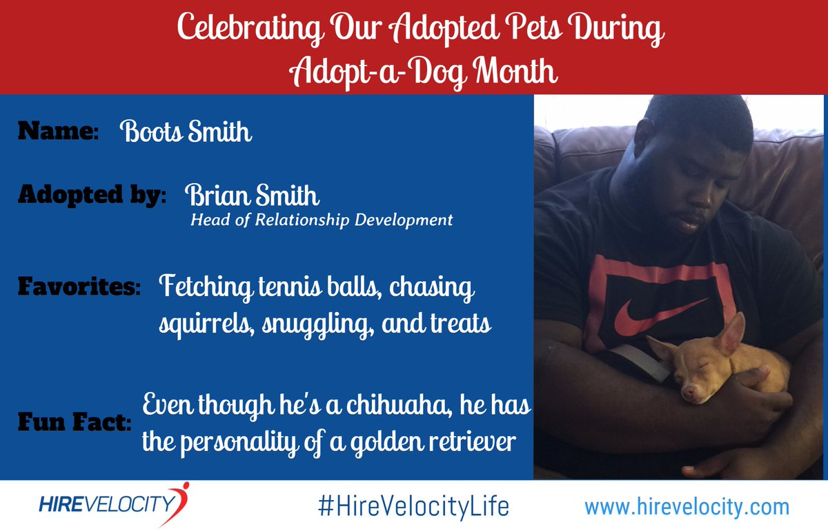 HireVelocity's tweet photo. Meet Boots, who was adopted by @BrianDSmithJr_ #AdoptaDogmonth #HVLife https://t.co/G9SADmBVEw