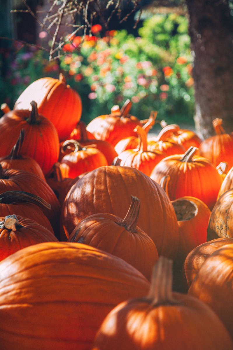 RPStillworks's tweet photo. “If You’ve Got It, Haunt It” - #fall as arrived in #AndersonValley #photography #pumpkins https://t.co/PjuarsU4jt