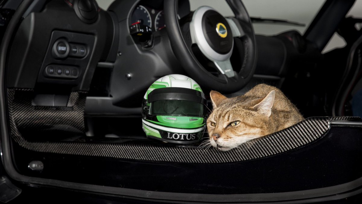 helmetfresh's tweet photo. Happy #AnimalDay everyone! https://t.co/wihi1diNpK