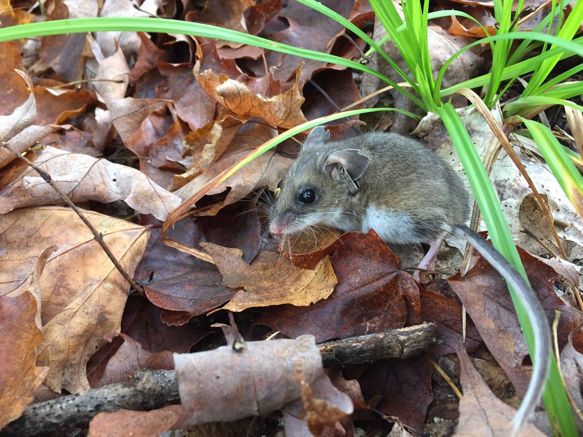gsabrinus's tweet photo. Autumn trapping is done! Thnx to all the mice who participated! Hope to see you next year! @NDFieldEcology #smammals #fieldwork #underc2017 https://t.co/PGAV7J6Fyl