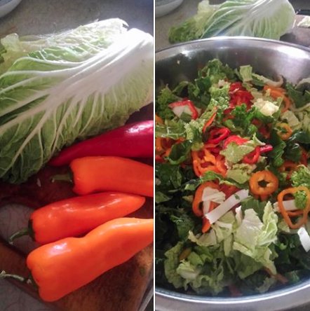 SGFFarmers's tweet image. Harmony Hill Produce Farm has Chinese cabbage! Come see them tomorrow &amp;amp; swap out the lettuce in your next salad! #knowyourfarmer #onlylocal