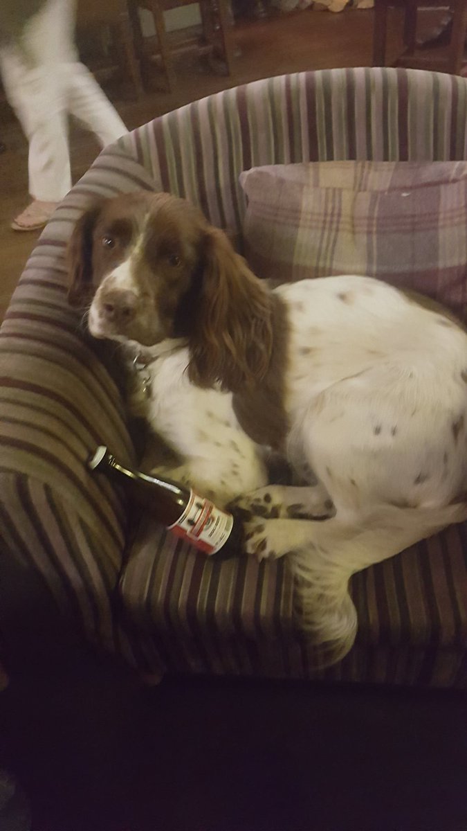 You can't pass through #WorldAnimalDay without buying your dog a @SnuffleDogBeer ! #Dartmoor #dogfriendly #woofwoofwednesday https://t.co/xOUOwM0Jcg