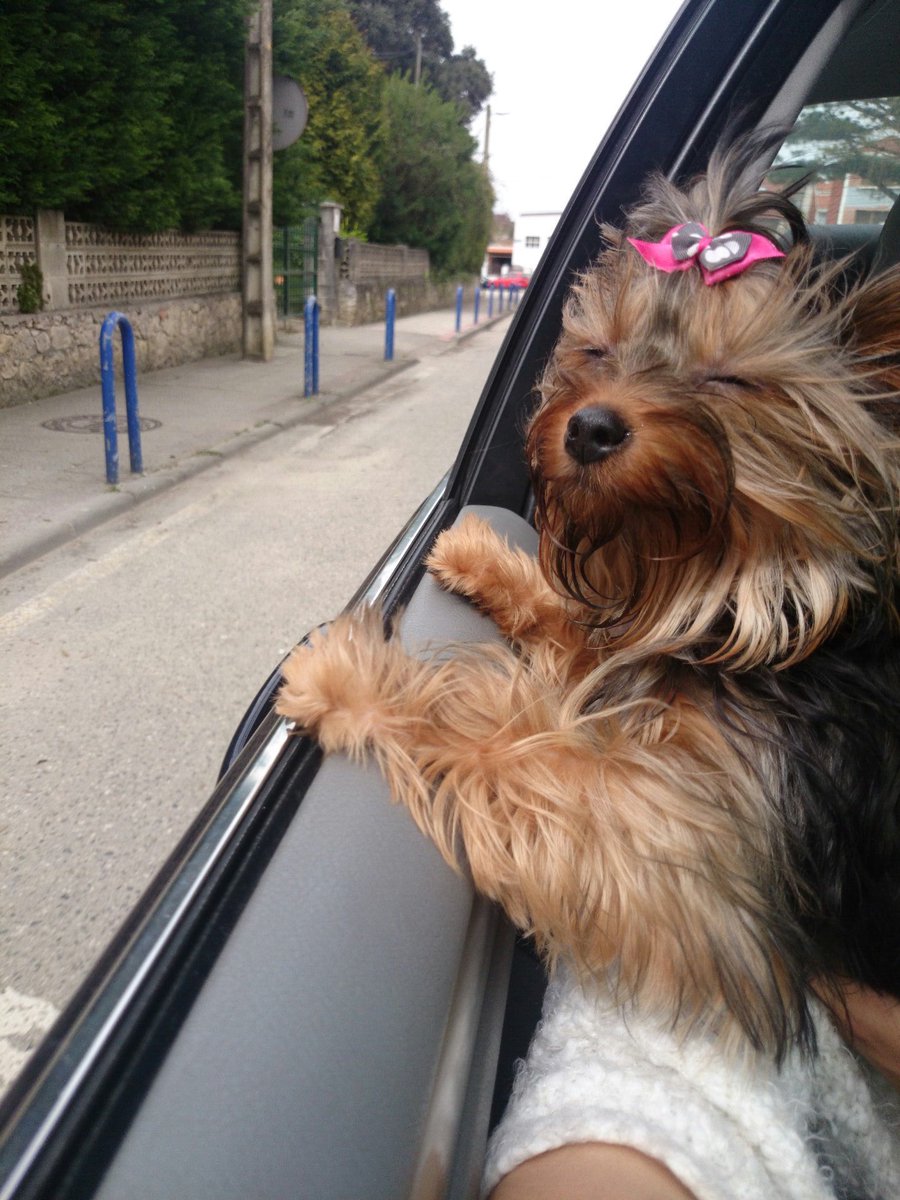 anyta9022's tweet photo. #Zapeando969 mi chiquitina que le encanta que el aire la mueva la melena 😂😂 https://t.co/SpOokuFd40