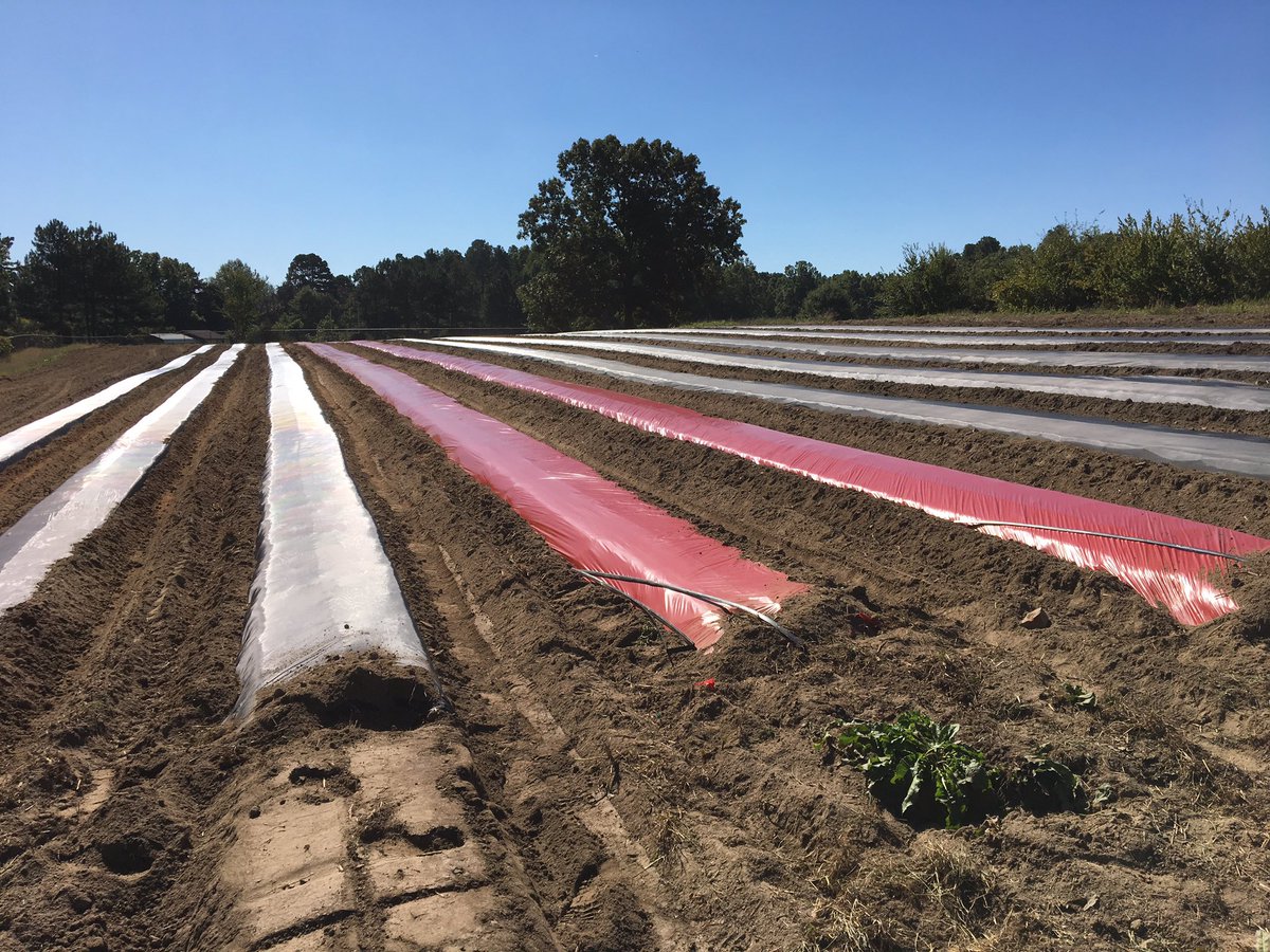 DavidMOvercash's tweet photo. Thanks to Piedmont Research Station for our strawberry research beds and speaking to Ag Mechanics students. #southrowanffa #srhs1718 https://t.co/xmspnJola5