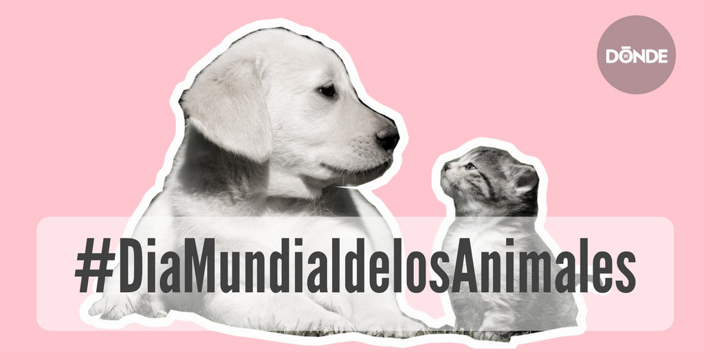 DONDEIRweb's tweet photo. ¡Feliz #DiaMundialdelosAnimales! Dale un abrazo a ese lomito, felino, mini pig, tortuga o el perico de tu abuela... ❤️ https://t.co/fy2PNeCFTc