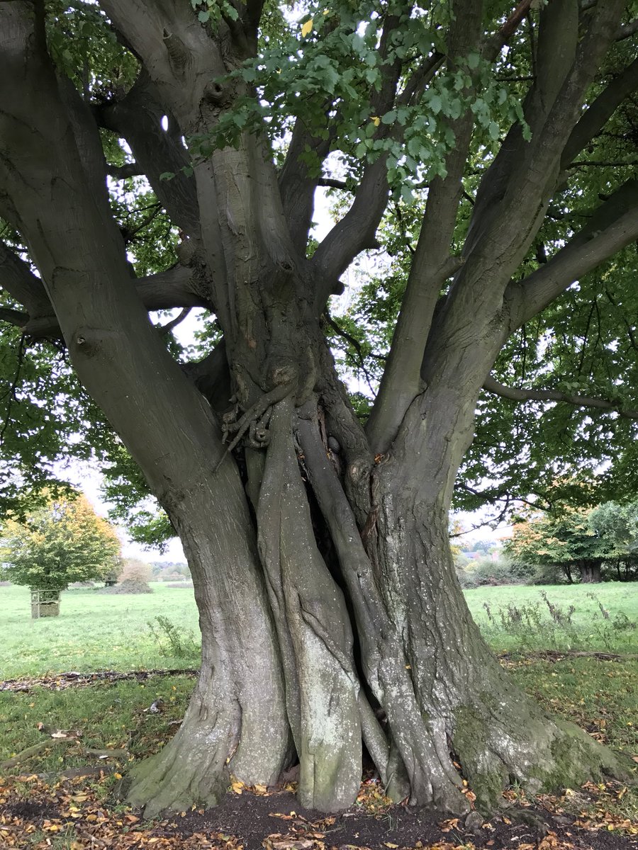 AncientTreesATF's tweet photo. Lapsed oak &amp; hornbeam pollards at Hatfield Forest. Reputed to be the best preserved medieval hunting forest in the world 😍 #ancienttrees https://t.co/xi2CGqR8ho