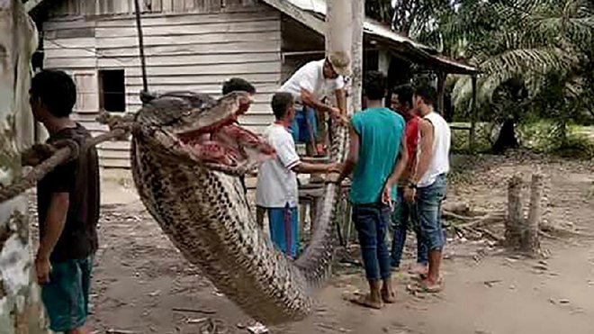 tiramillas's tweet photo. Una serpiente gigante intenta devorar a un hombre pero acaba siendo la comida de los lugareños
https://t.co/UZVCkCYAOt https://t.co/XByXZfayW8