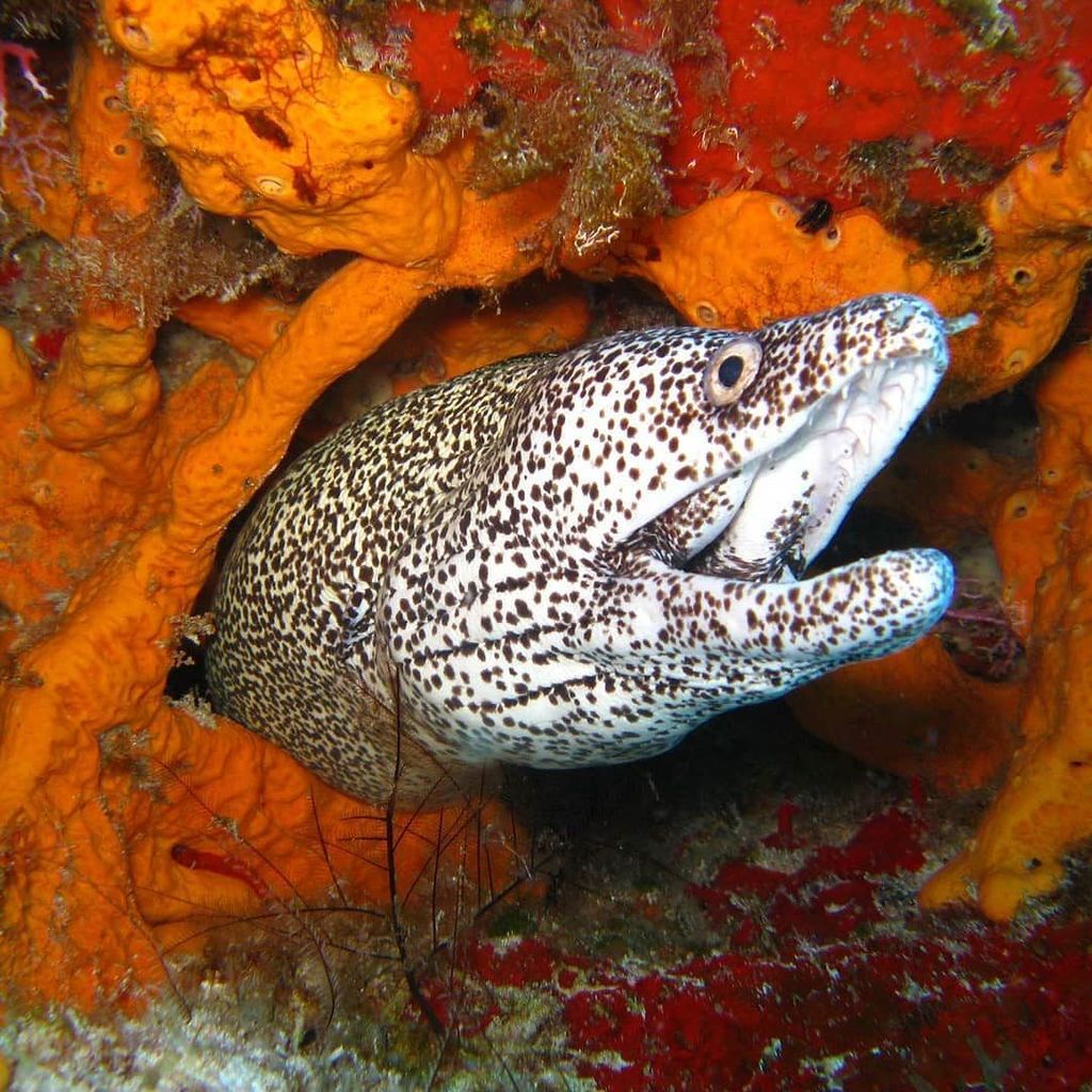 Why, Hello there!
.
.
#marinelife #eel #scuba #diving #underwater #underthesea #addictedtotheocean #ocean #adventu… ift.tt/2xgHwok