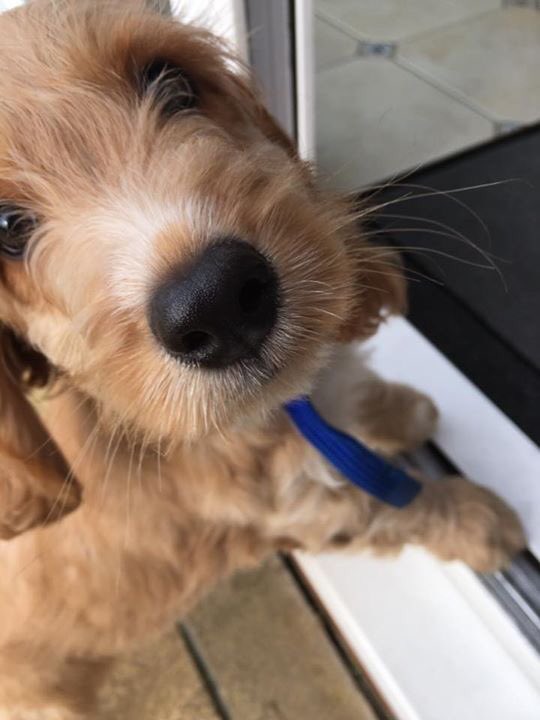 CockapooX2's tweet image. Henry was such a stunning puppy at 10 weeks old #cockapoo #puppy #dog