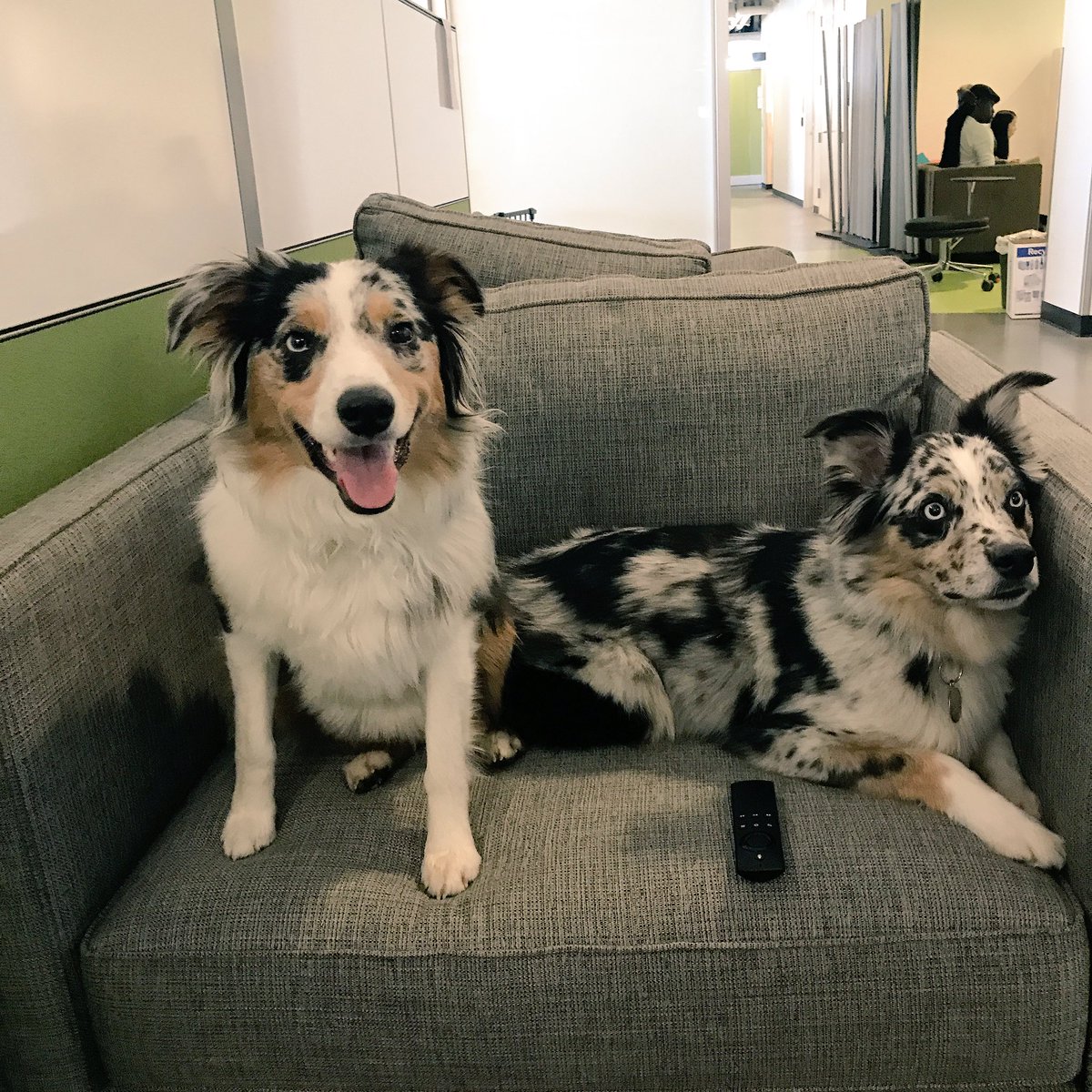 amazonfiretv's tweet photo. Happy #AlexaPetWeek πΎ from Harvey and Theo. These Aussies love watching their favorite shows on Fire TV. https://t.co/ryOckYyk7o