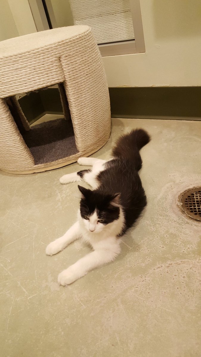 StuffCatsWant's tweet photo. My name is Ewelina and I've got a tail like a squirrel! Come pet me! #cat #cats #squirrelcat #meow @catsnkittys @Catscat72519076 https://t.co/Mui0s4VVKm