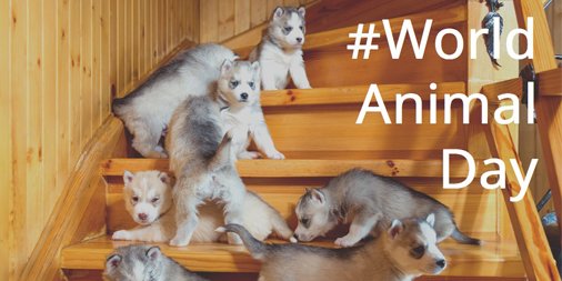 AFStaircases's tweet photo. An electric ladder is needed to get over these cuties! #WorldAnimalDay raising awareness for the welfare of animals not as lucky as your pet https://t.co/6PZug1IEk4