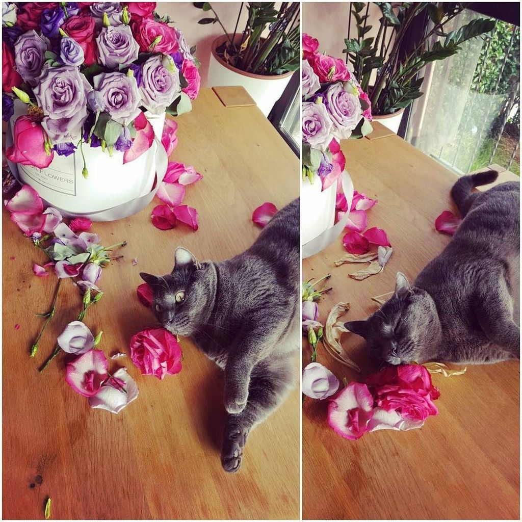 FlorPassion's tweet photo. 🎀🎉When Summer is fully in #love with #flowers .. 😂 Let's party begin 🎉🎀 #cats #koratcat #playingwithflowers #funny… https://t.co/VUsPRAJpj4 https://t.co/I0nYVl7lTI