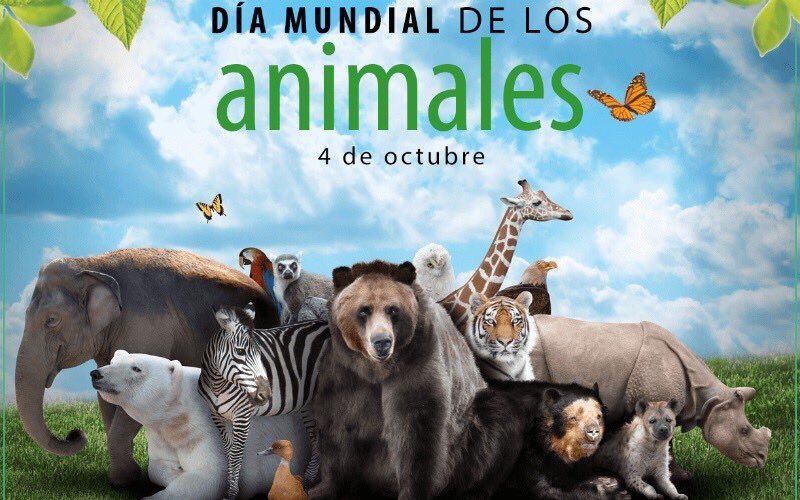 animaliuspyba's tweet photo. Hoy 4 de Octubre rendimos honor a la Vida Animal y reiteramos la importancia de su protección y cuidado en todo el Planeta. #Animalius https://t.co/rbgCVdZd1w