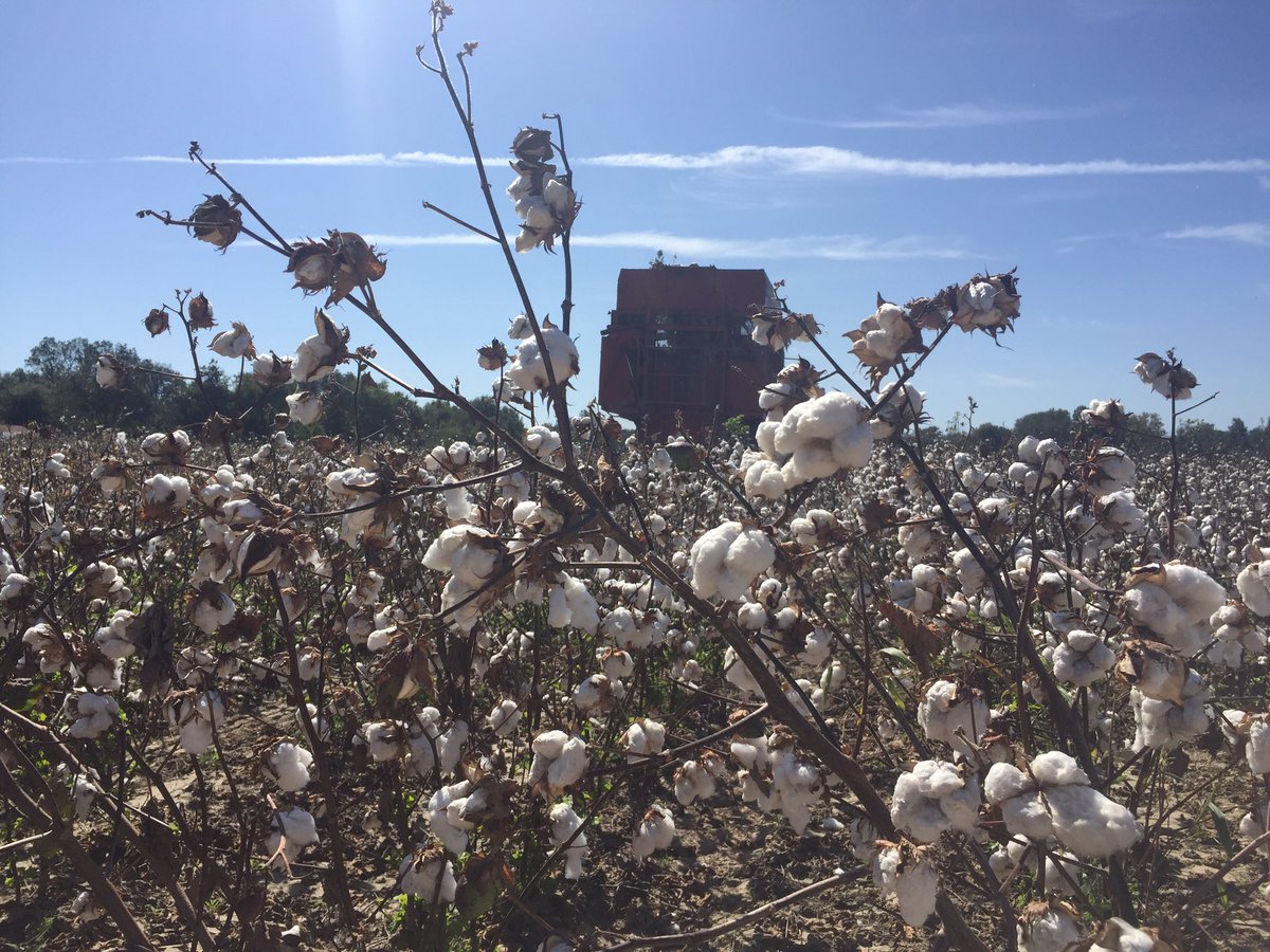 baldpathologist's tweet photo. Cotton picking day 2. Target spot fungicide trial in the basket @CottonInc #mscrops #2rows@atime https://t.co/lvBRHjjZbe