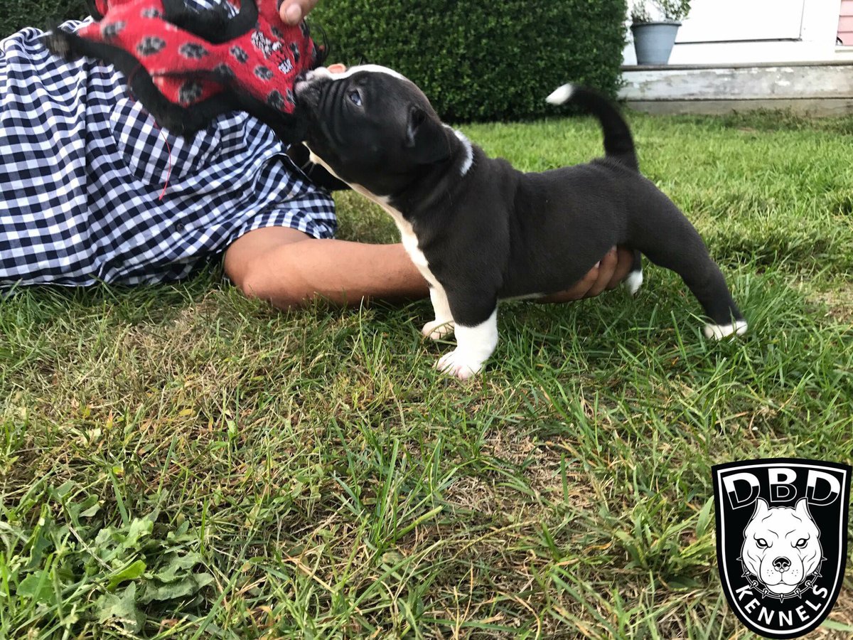 dbdkennels's tweet photo. “Lil Worldstarr” playing tug o’ war #dbdkennels #americanbully #abkc #puppy https://t.co/jX77izmm2x