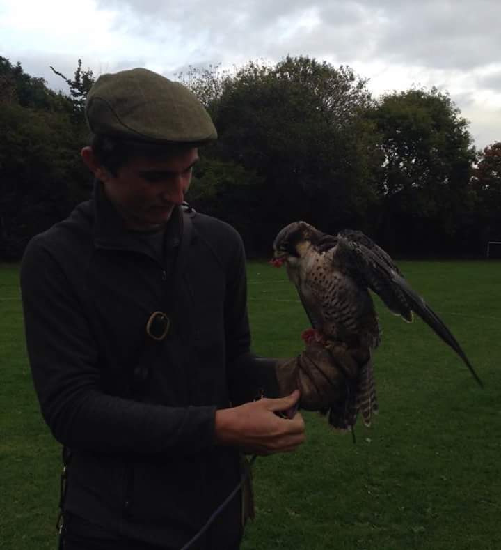 The latest members of our groundkeeping crew. With crows and rooks damaging the pitches, we called in <a href="/wheatleybirds/">Clive Jones</a> for their assistance.