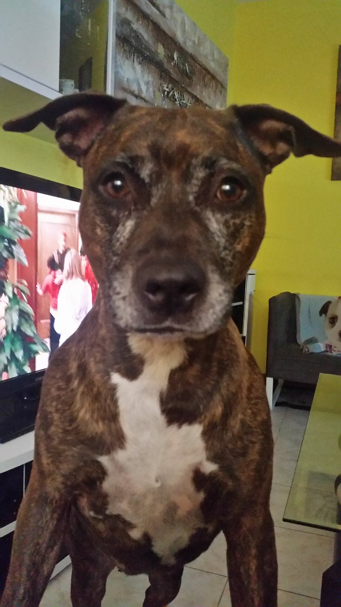 Giada1308's tweet photo. #WorldAnimalDay Zaza😍😍 https://t.co/41RzuzqBrT
